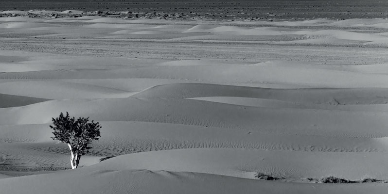 Supply Chain Resilience Through Digitalization