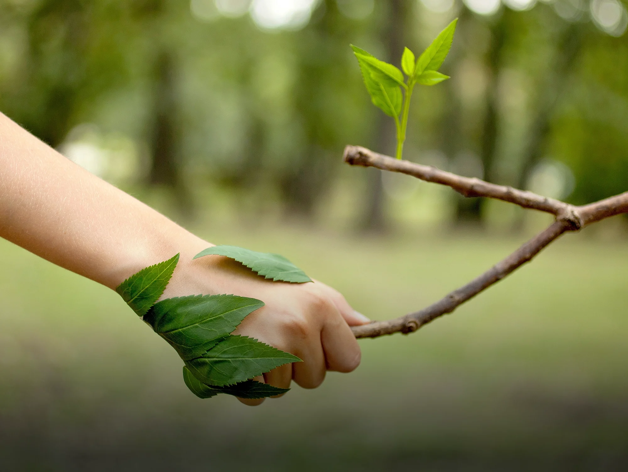 A handshake between a human hand and a branch, where the leaves wrap around the human hand, resembling a mutual handshake.